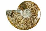 Polished Ammonite (Cleoniceras) Fossil - Madagascar #365058-1